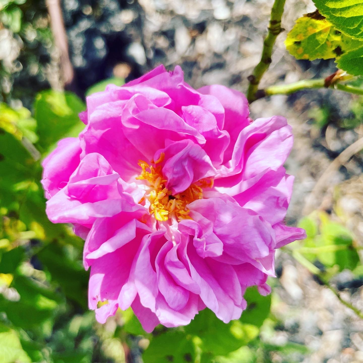 Rose de Mai de l'Herbier de Pouzes