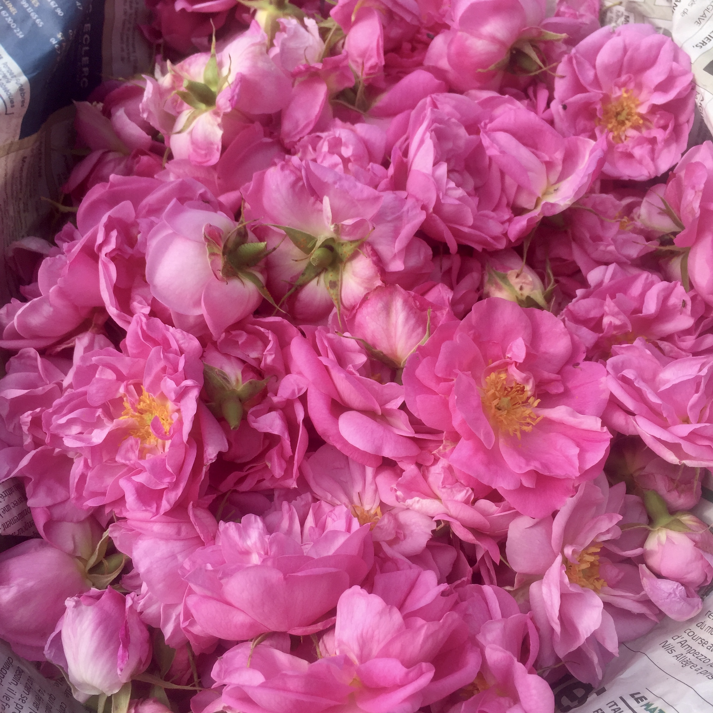 Rose de Mai de l'Herbier de Pouzes