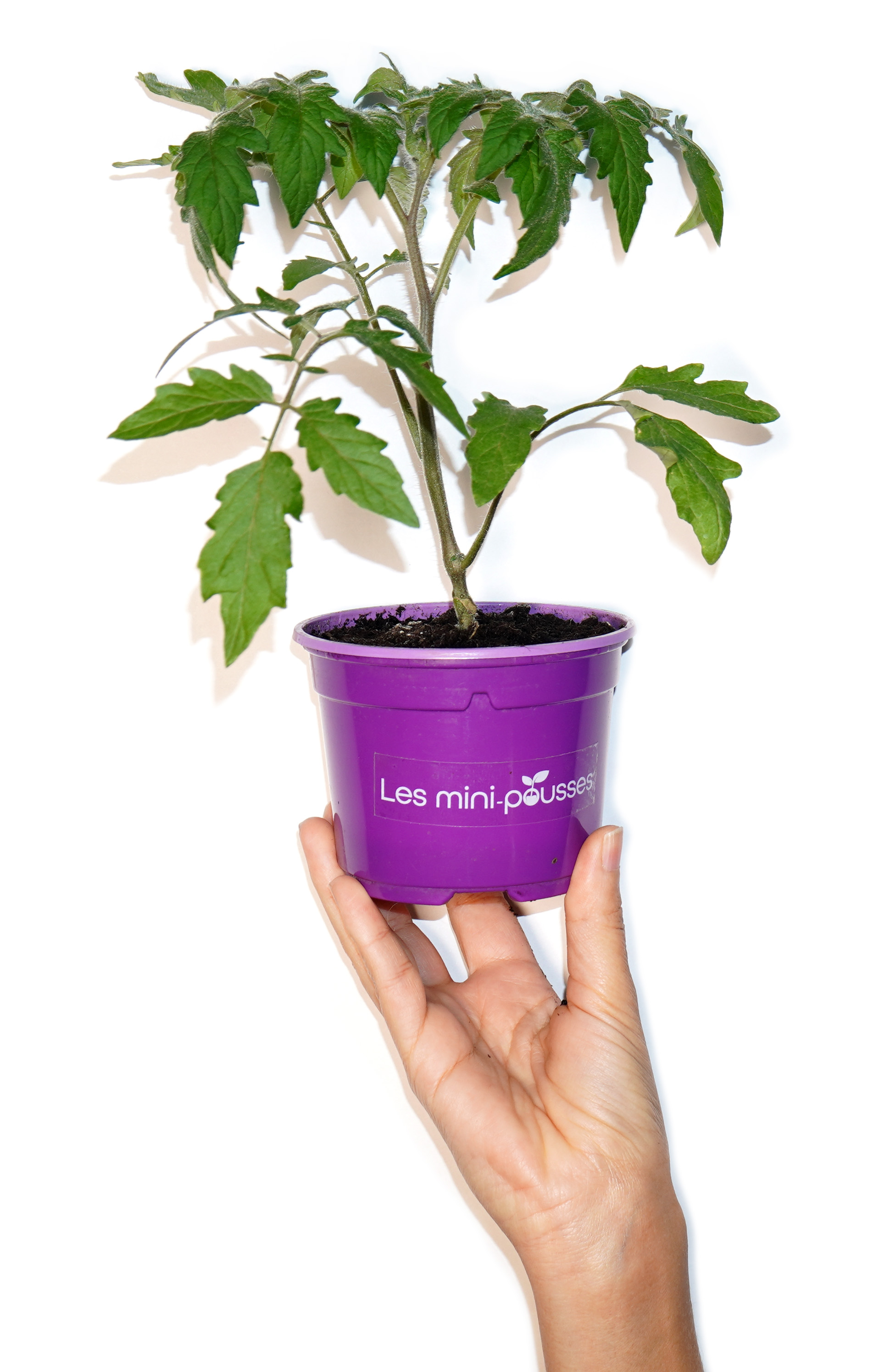 Plant de tomate
