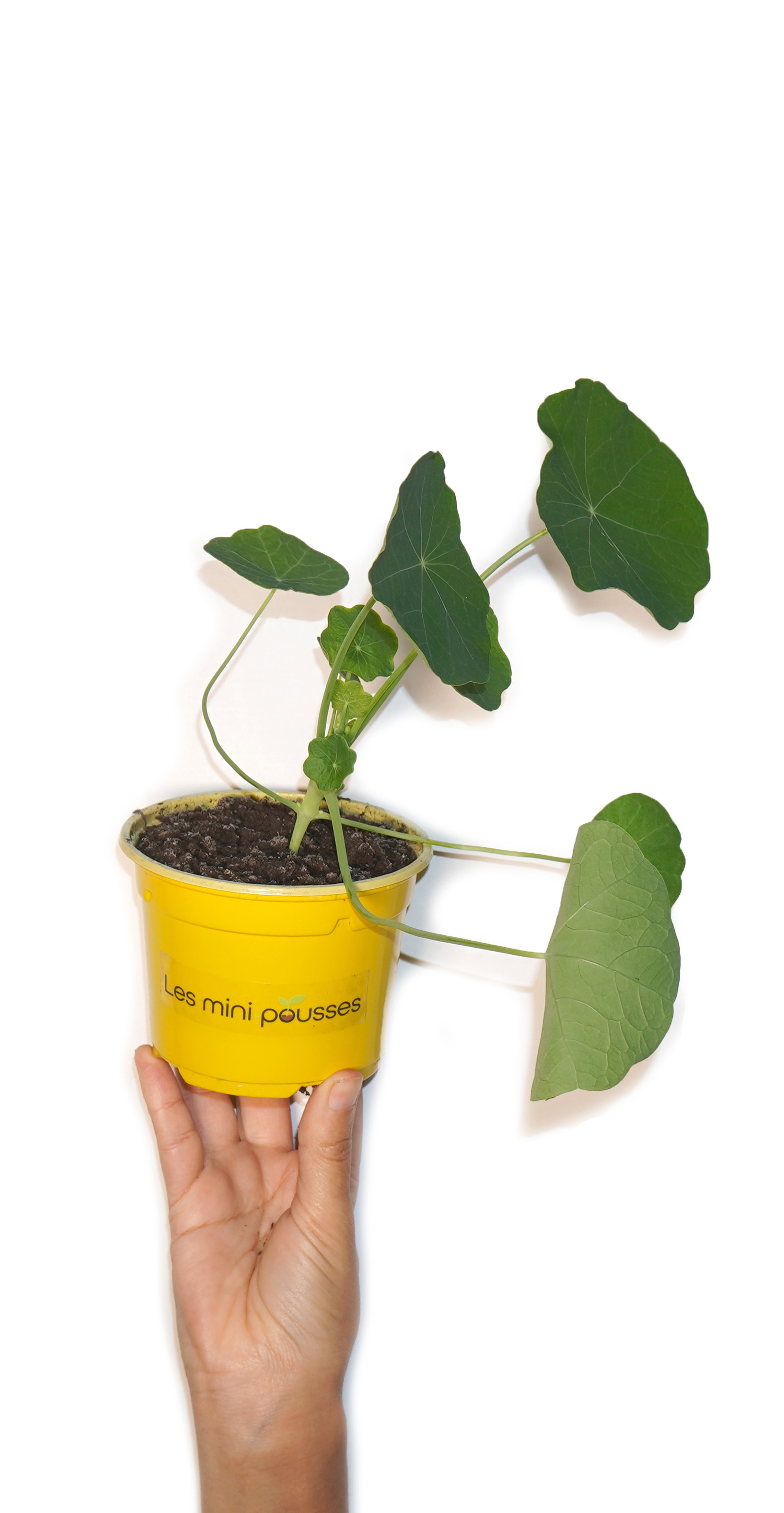 plant de capucine