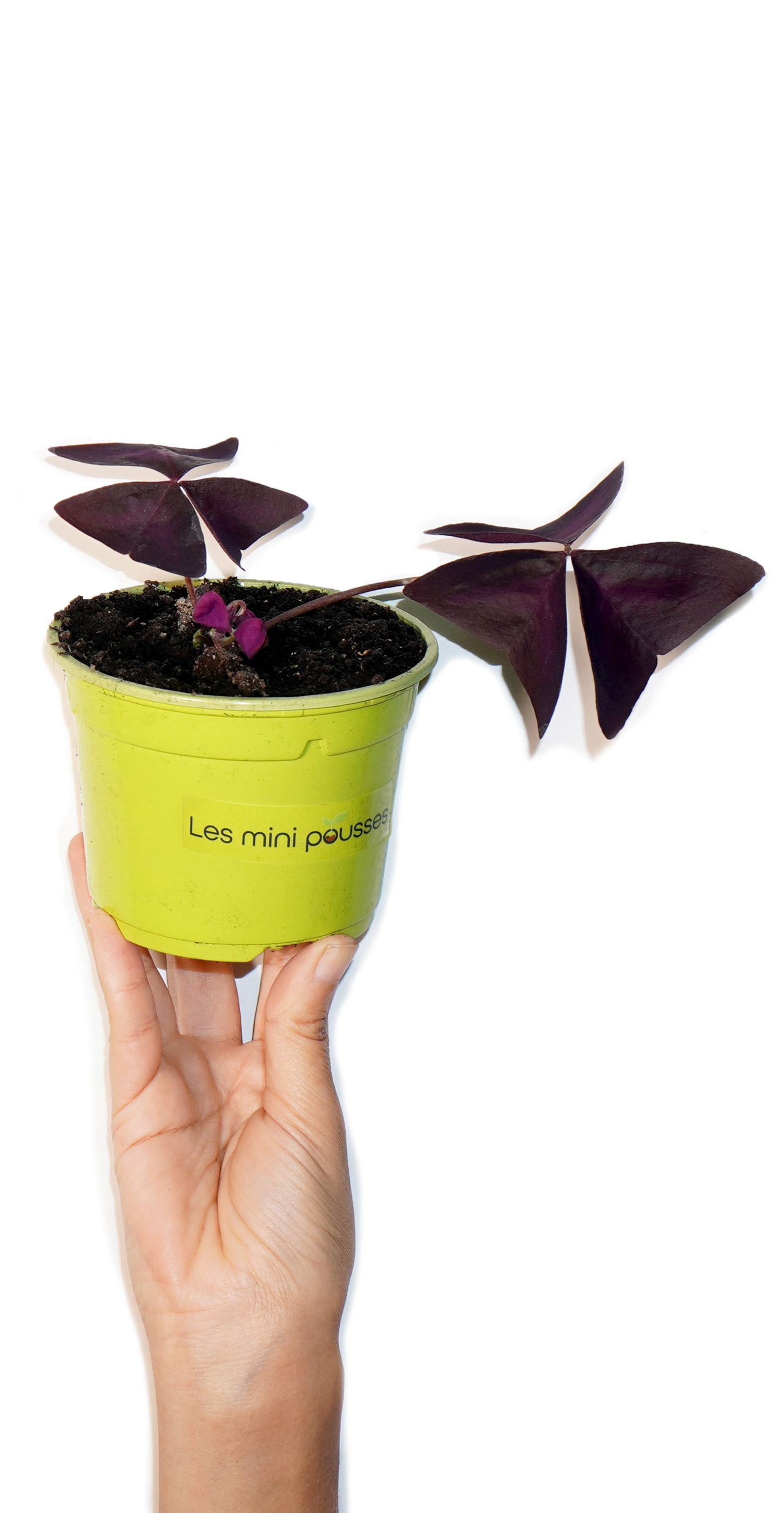 Plant d'oxalys pourpre