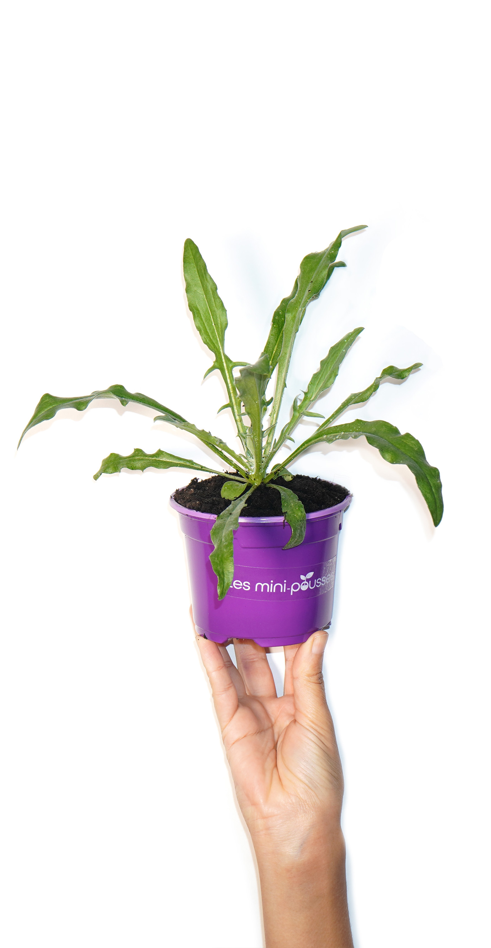 Plant de bleuet