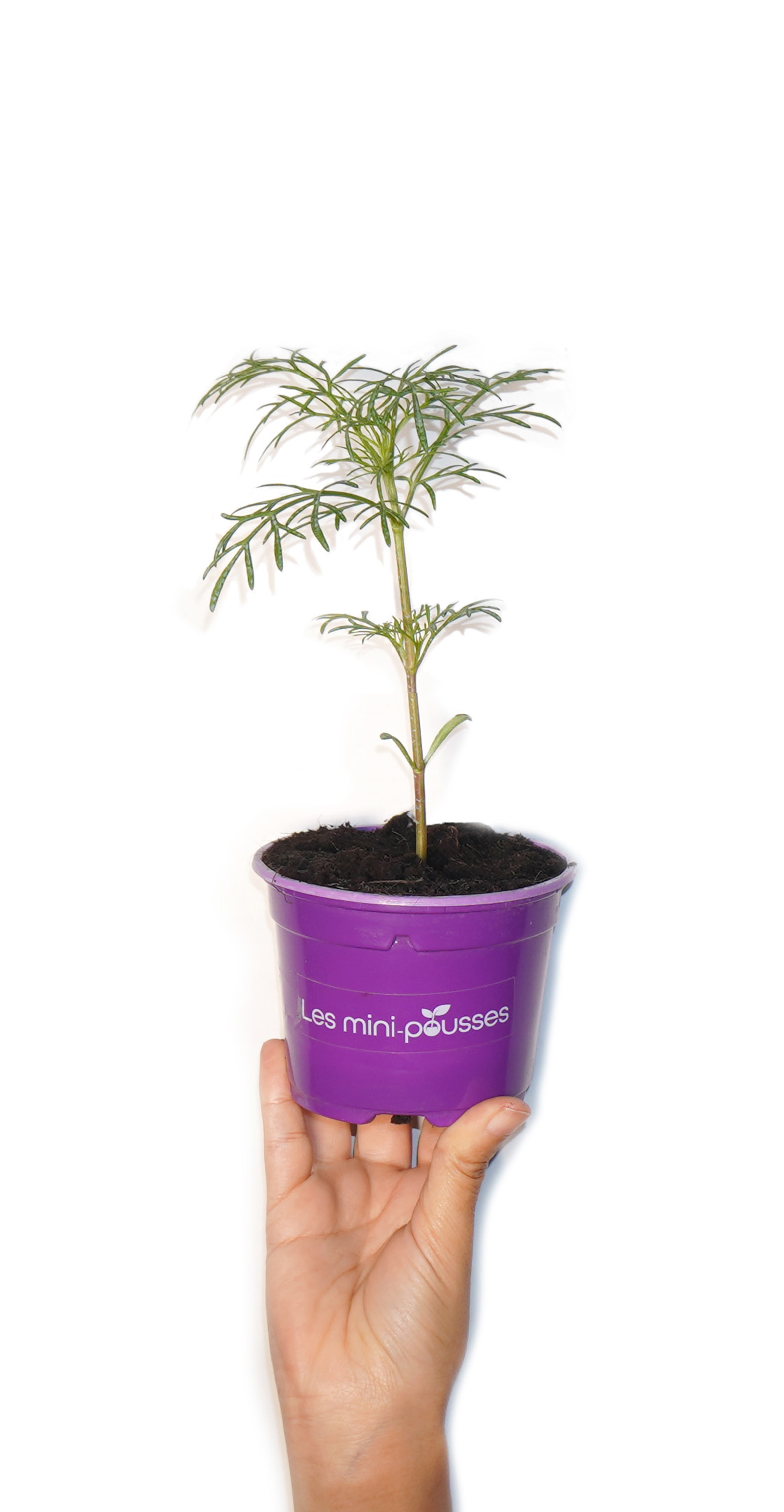 Plant de cosmos