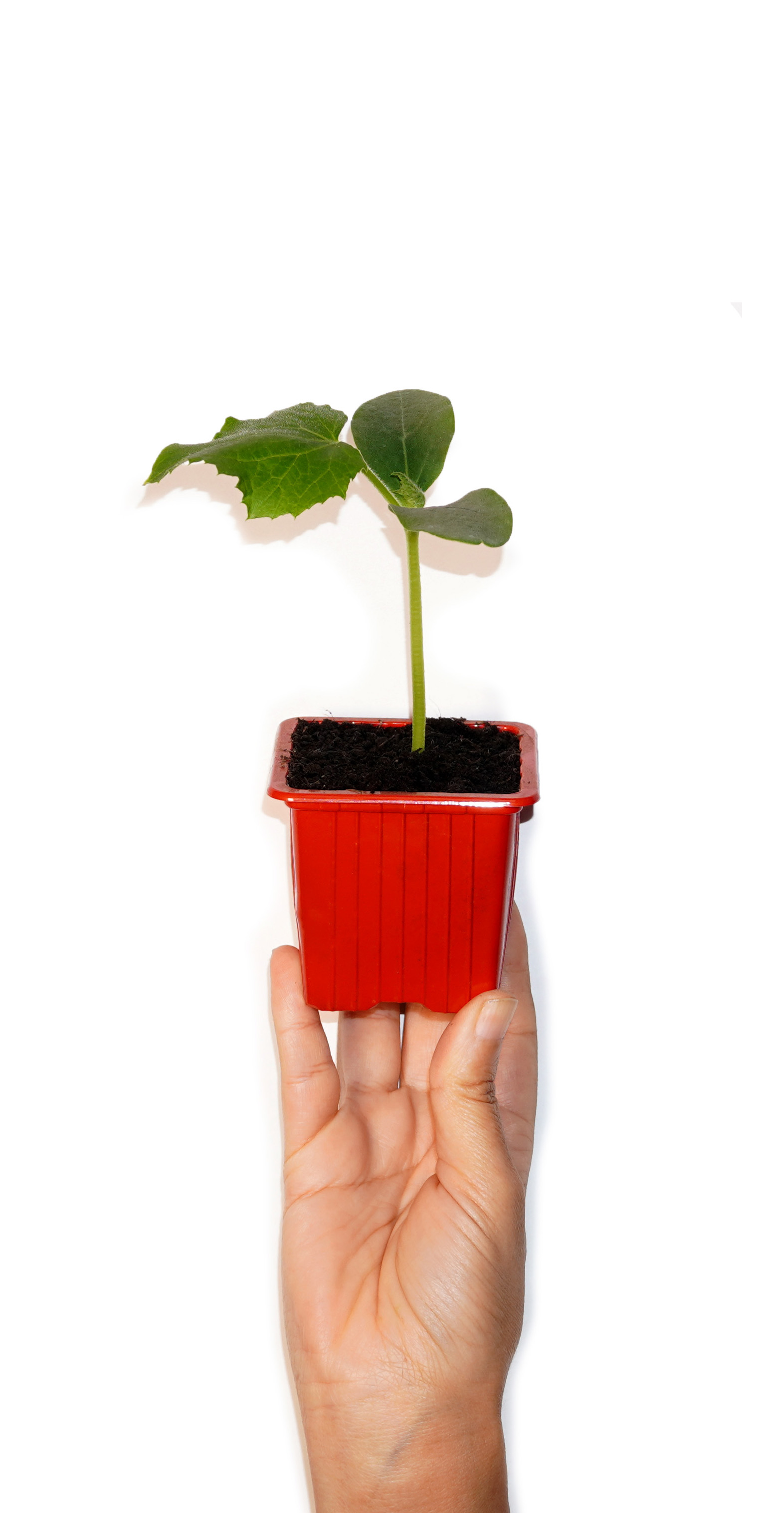 plant de poivron