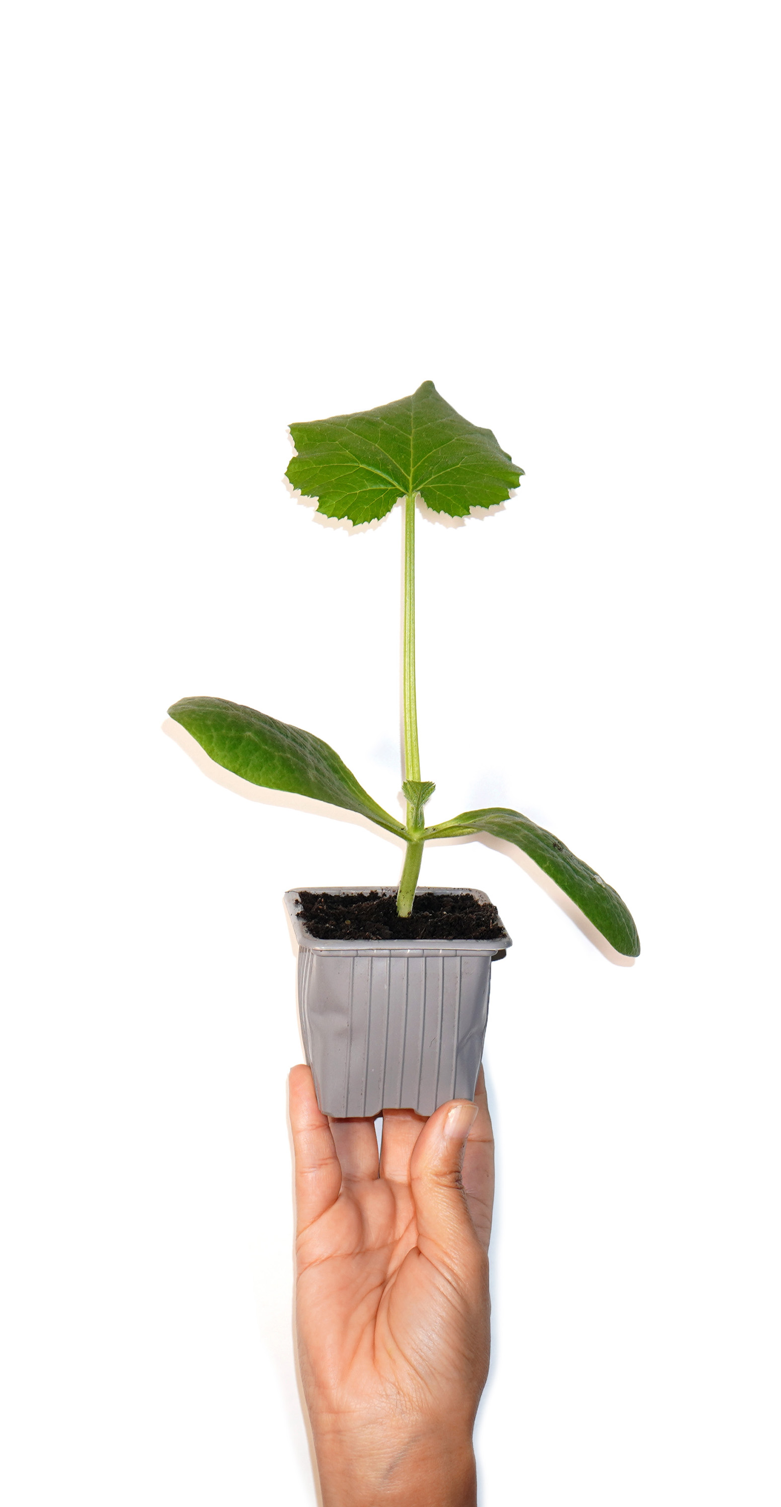 Plant de courgette