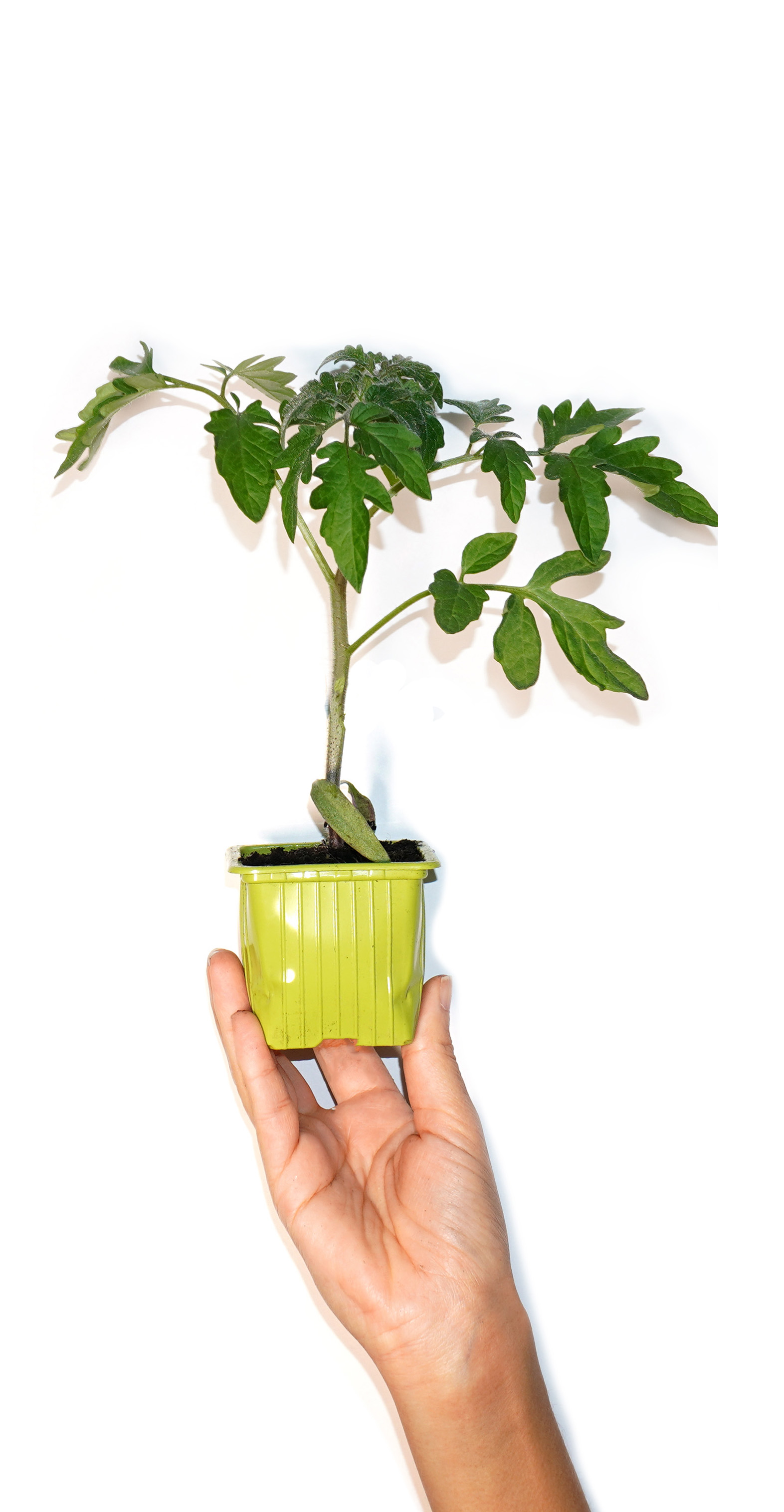 Plant de tomate