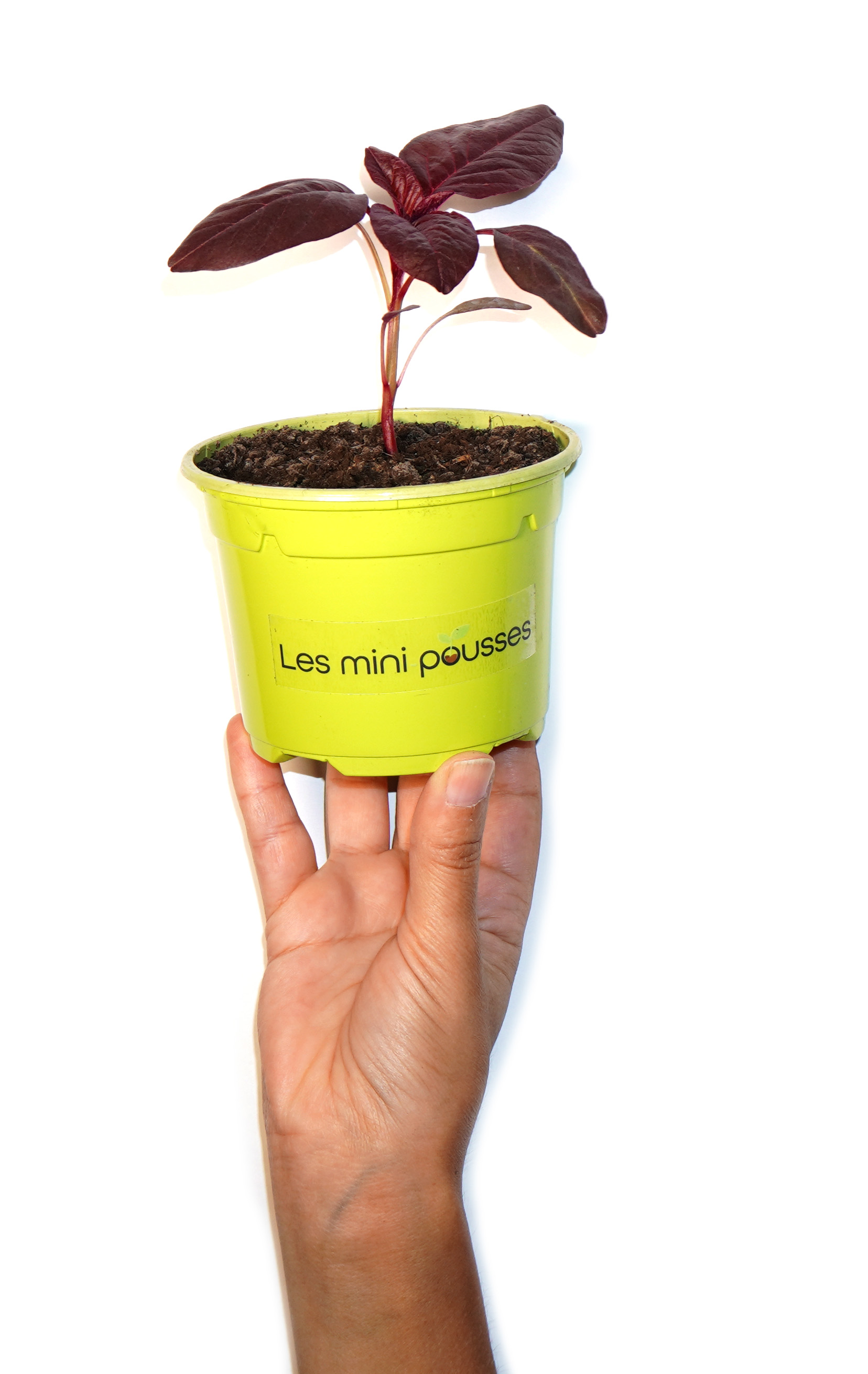Plant d'amarante
