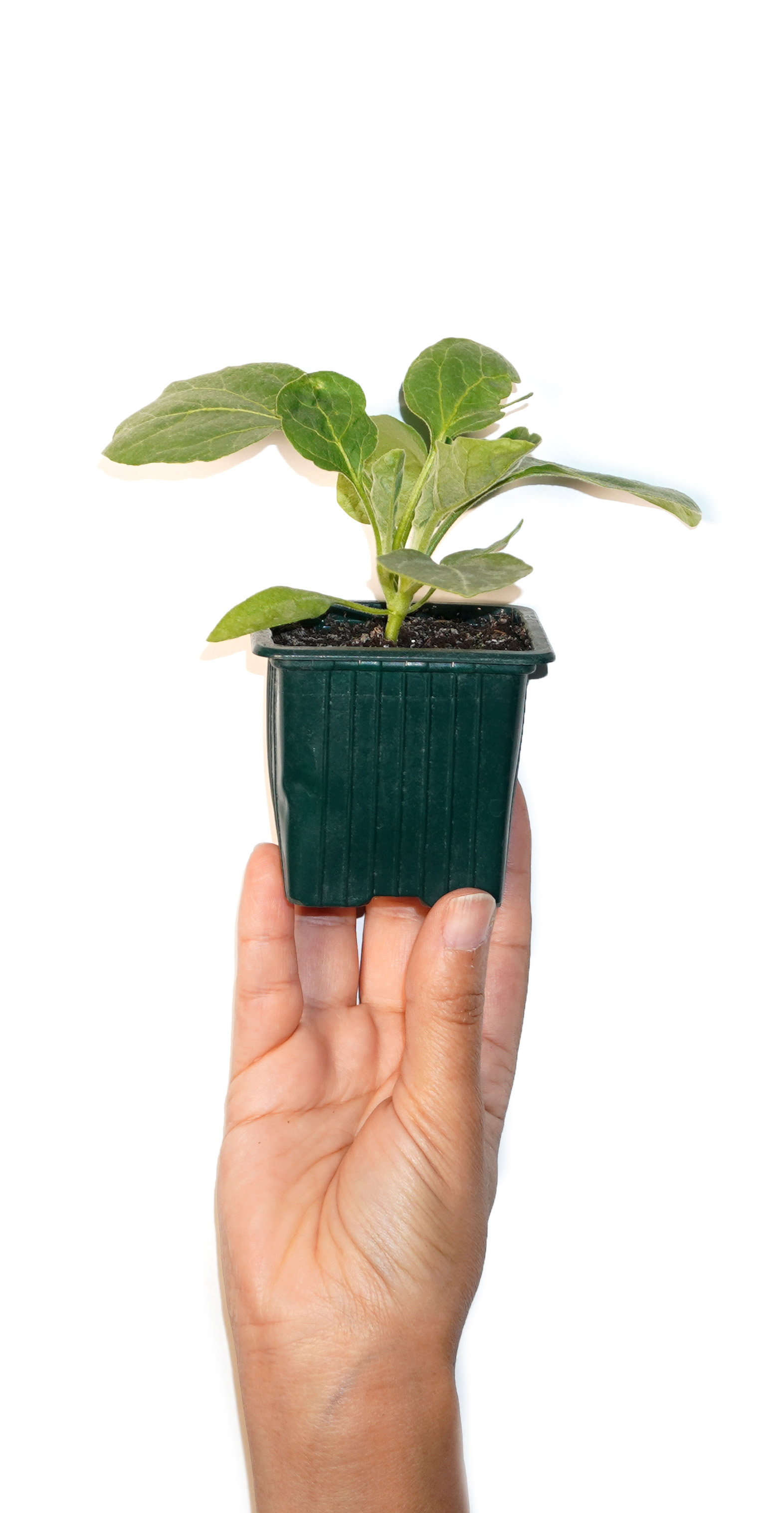 Plant d'aubergine
