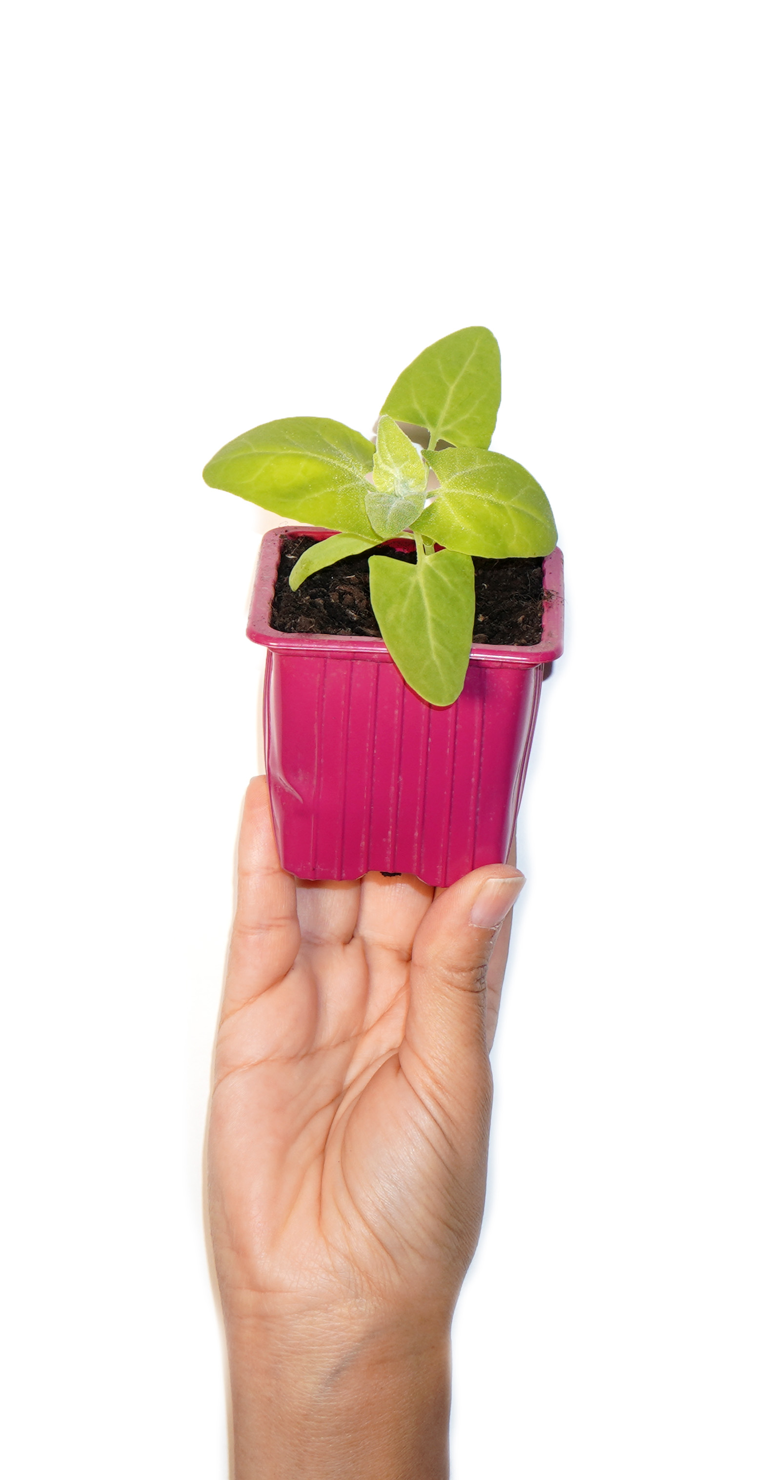 Plant d'arroche verte