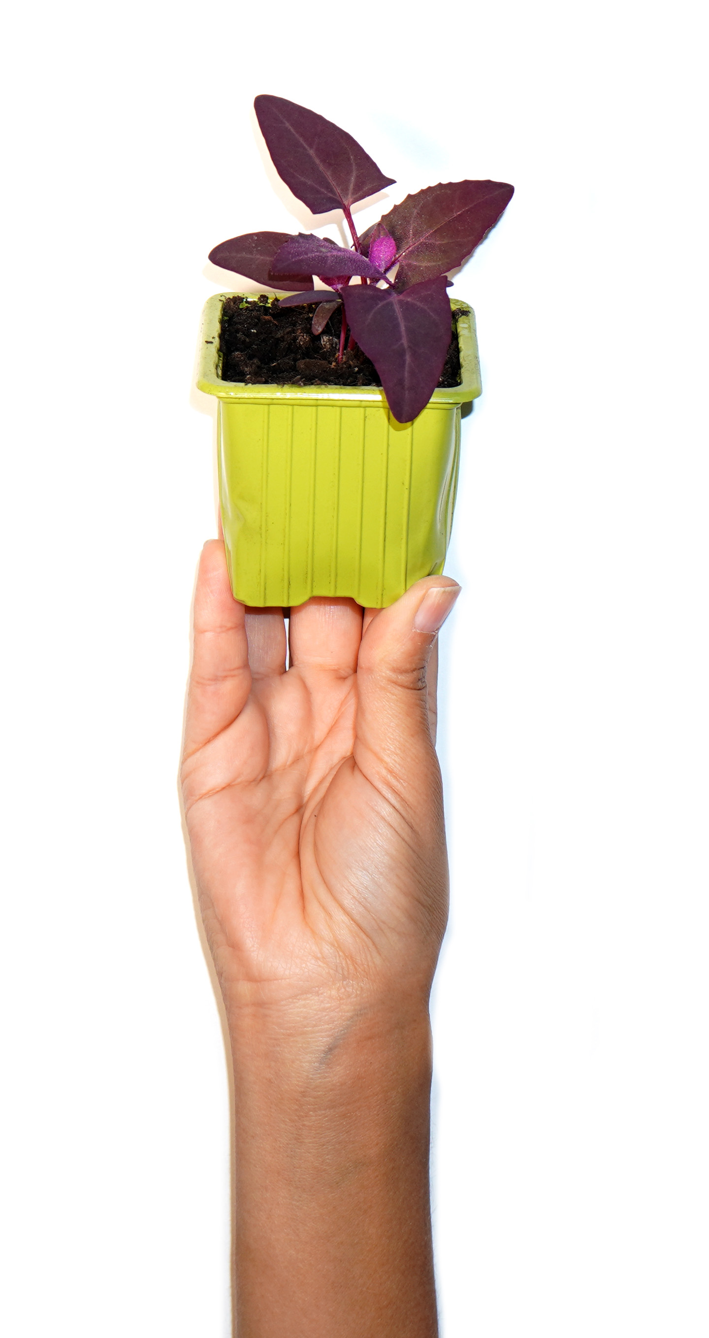Plant d'arroche rouge