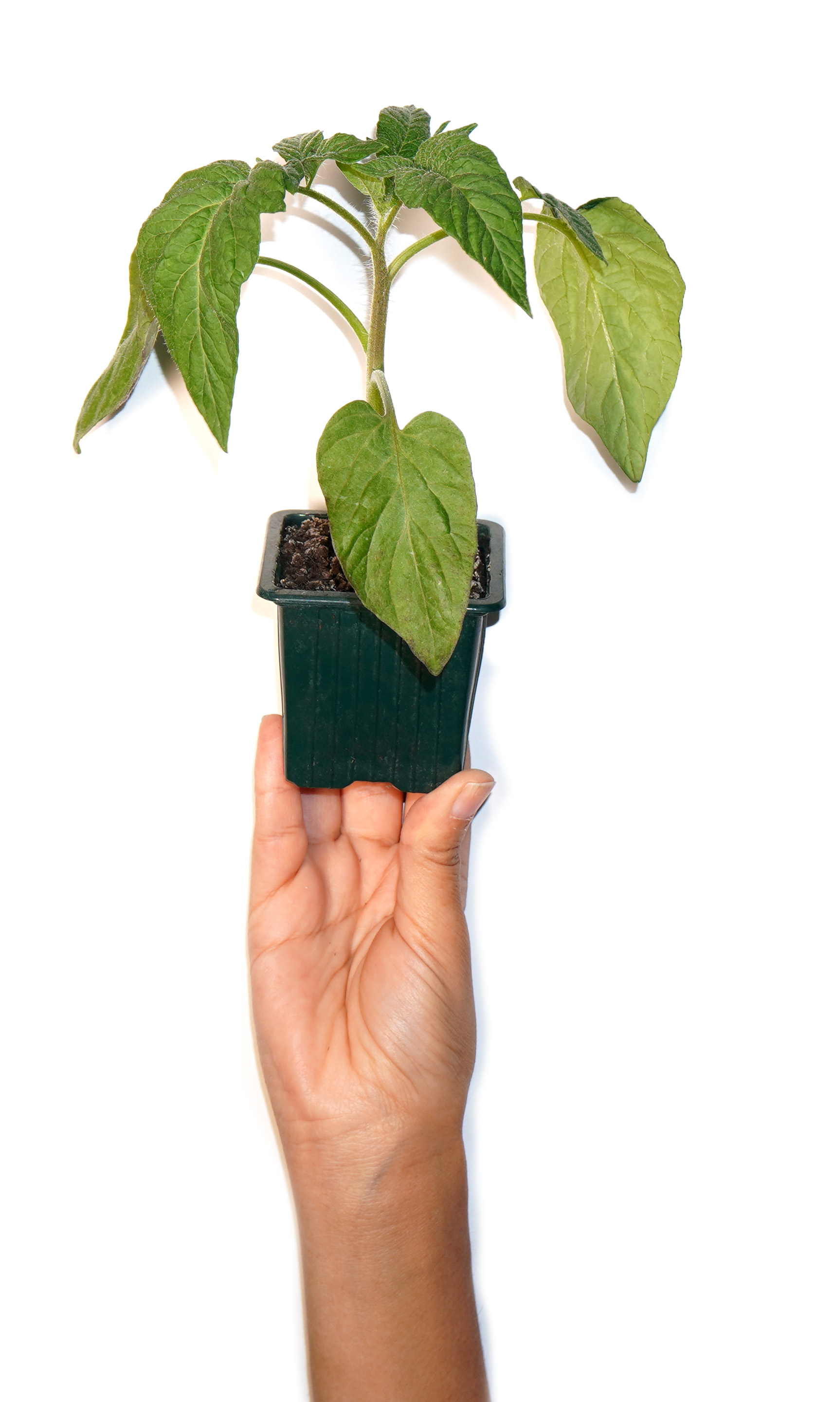 Plant de physalis