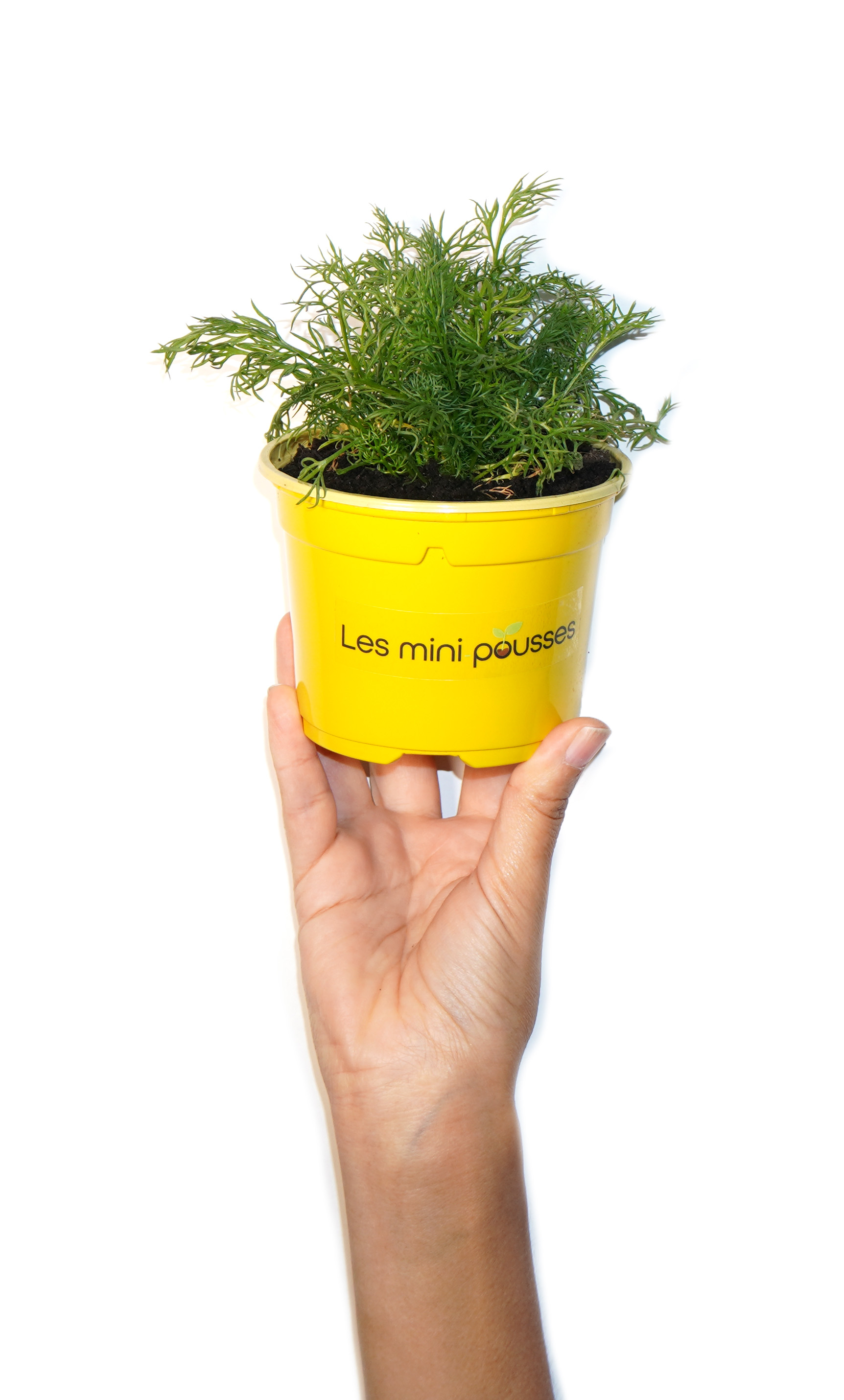 Plant de camomille