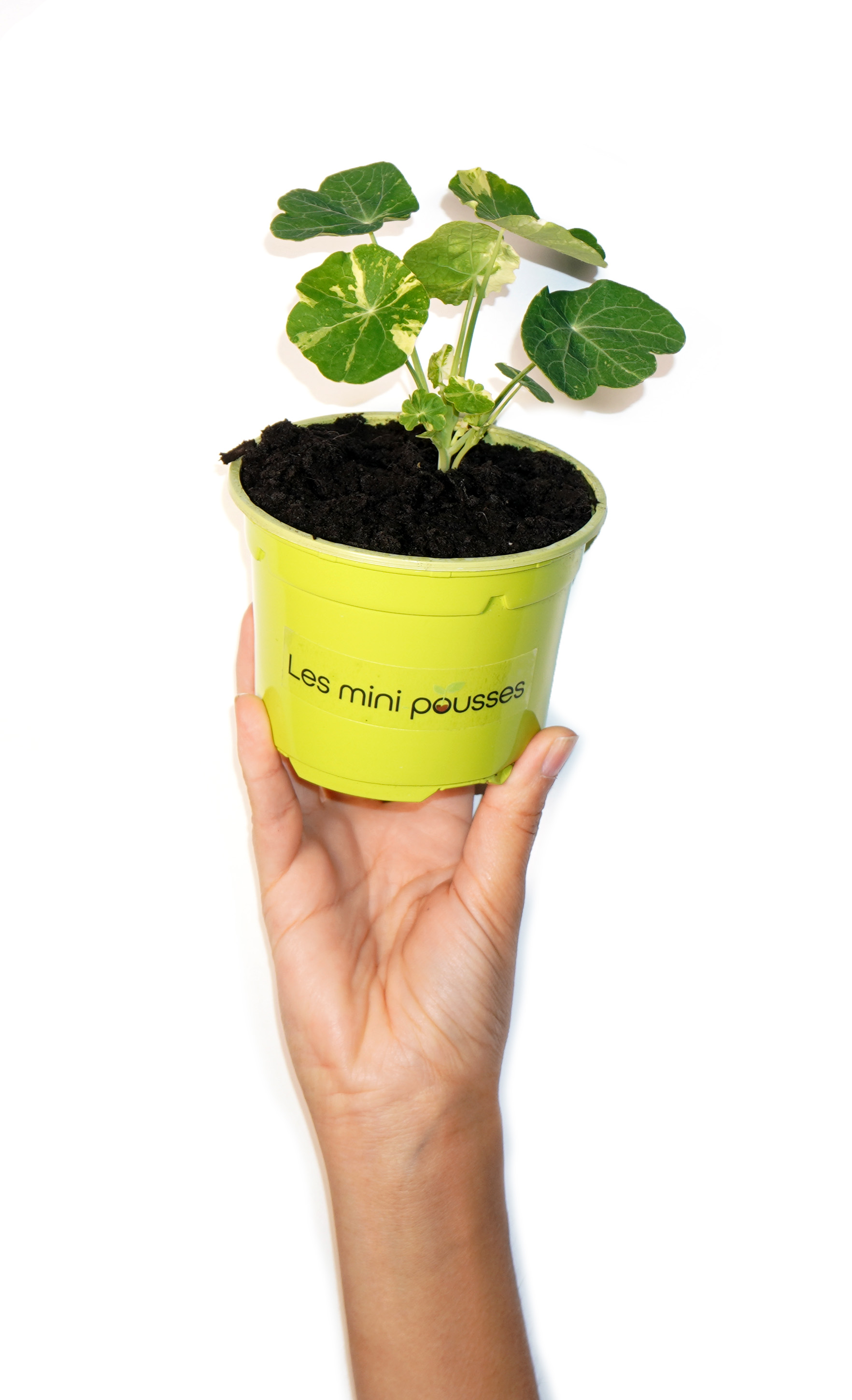Plant de capucine