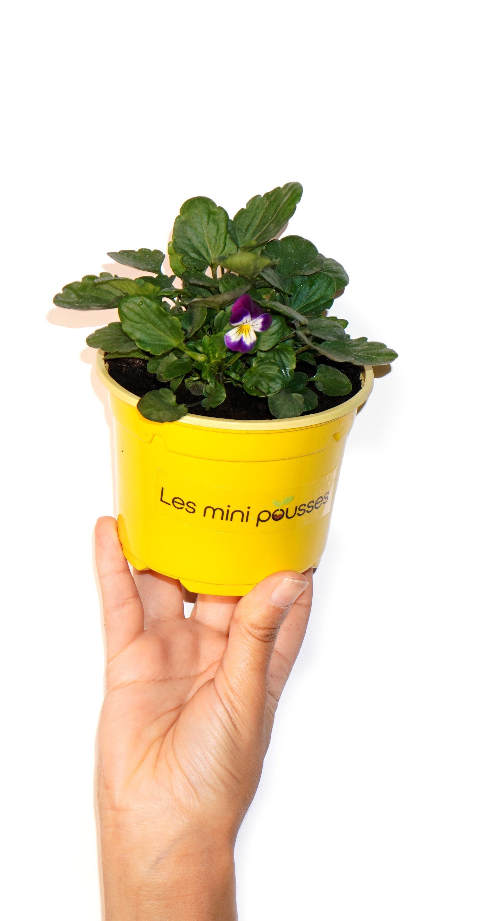 Plant de pensée