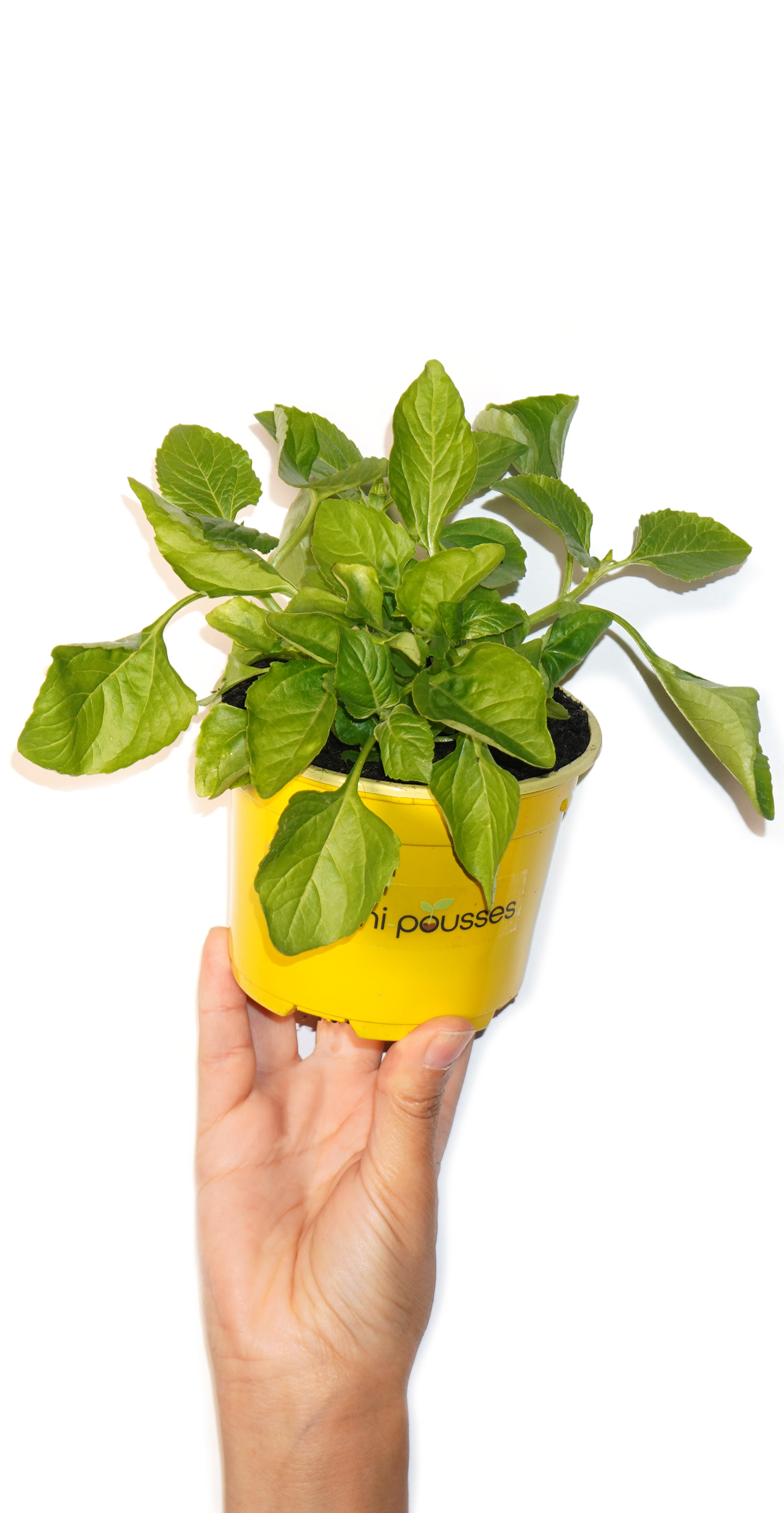 Plant de brède mafane