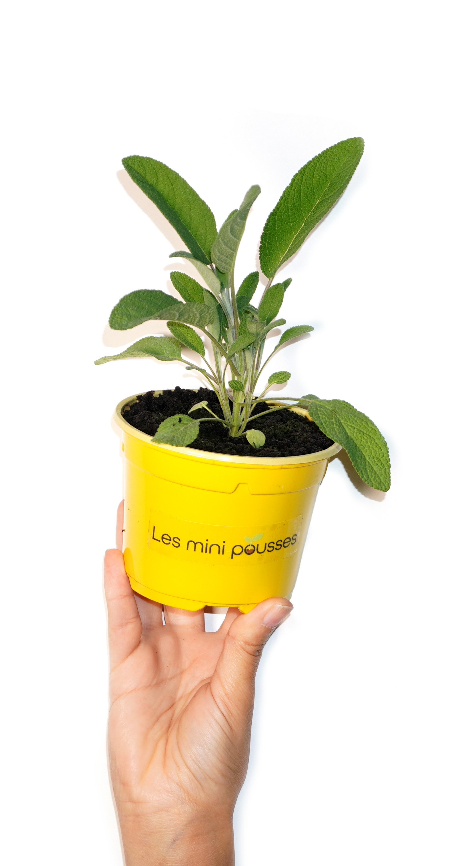 Plant de sauge