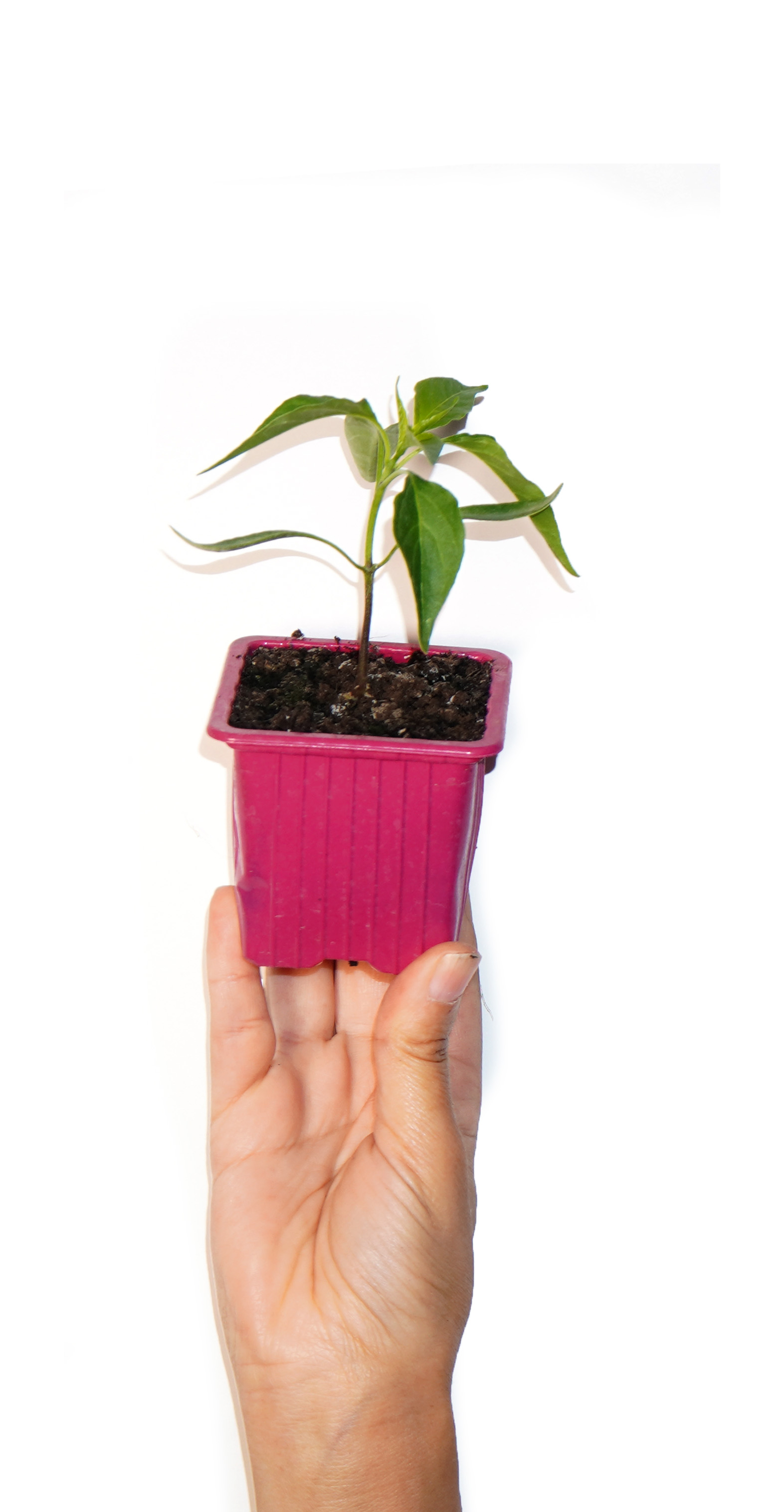 Plant de piment