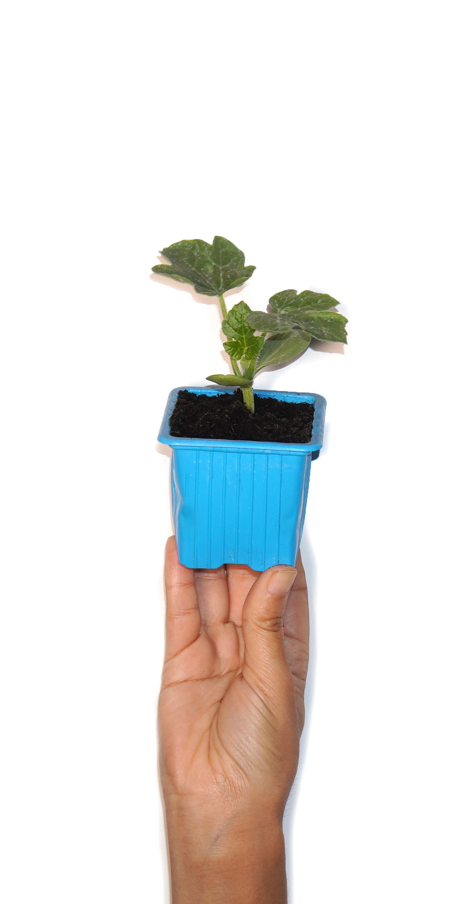Plant de pastèque
