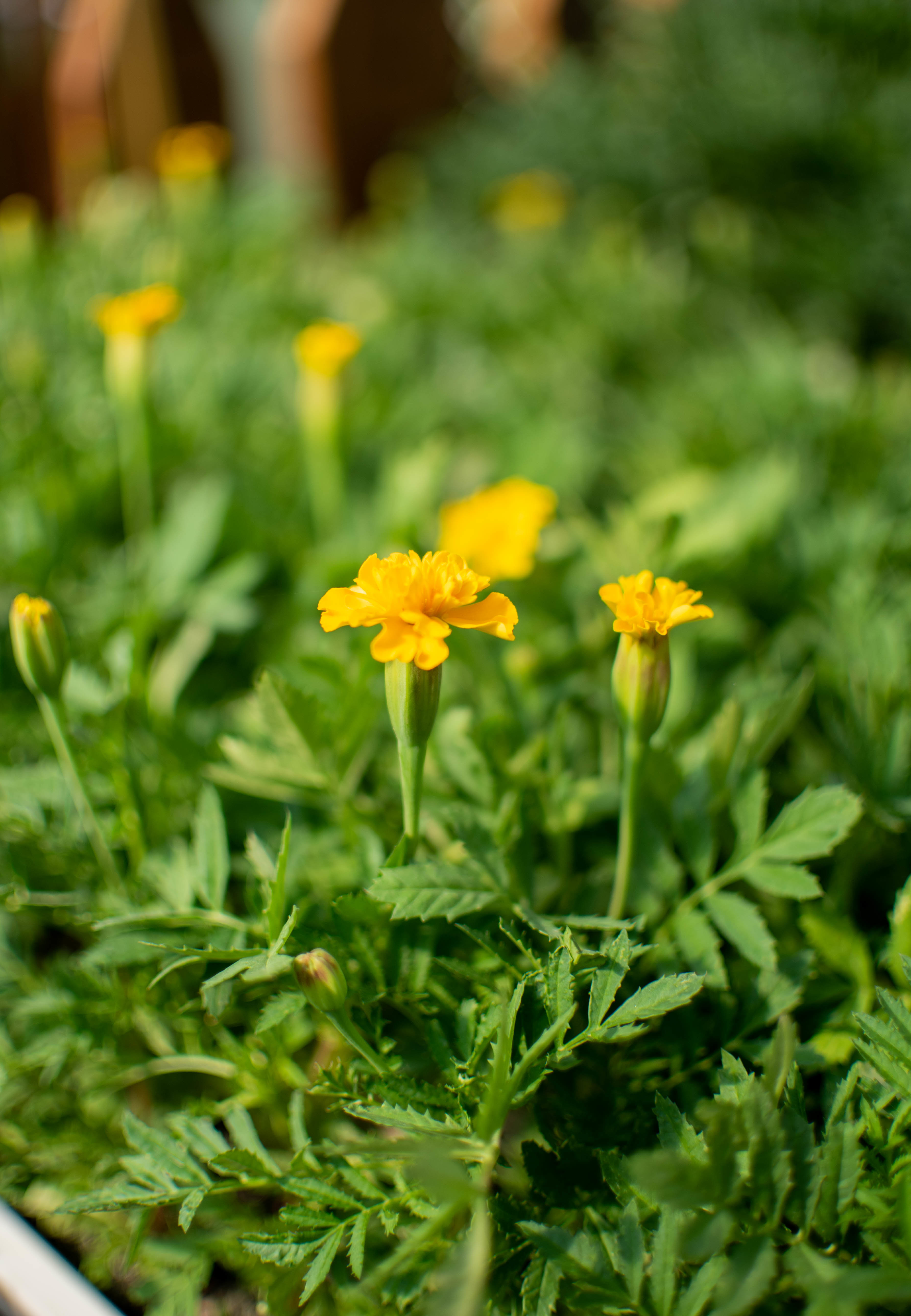 Plant de tagète