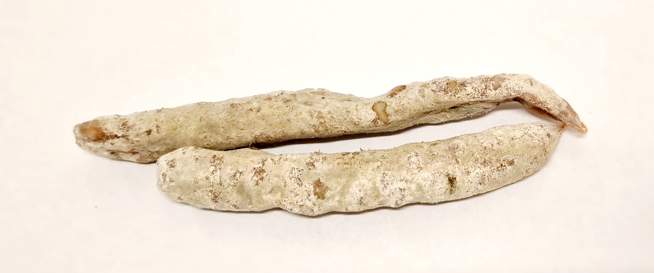 GRIGNOTINE