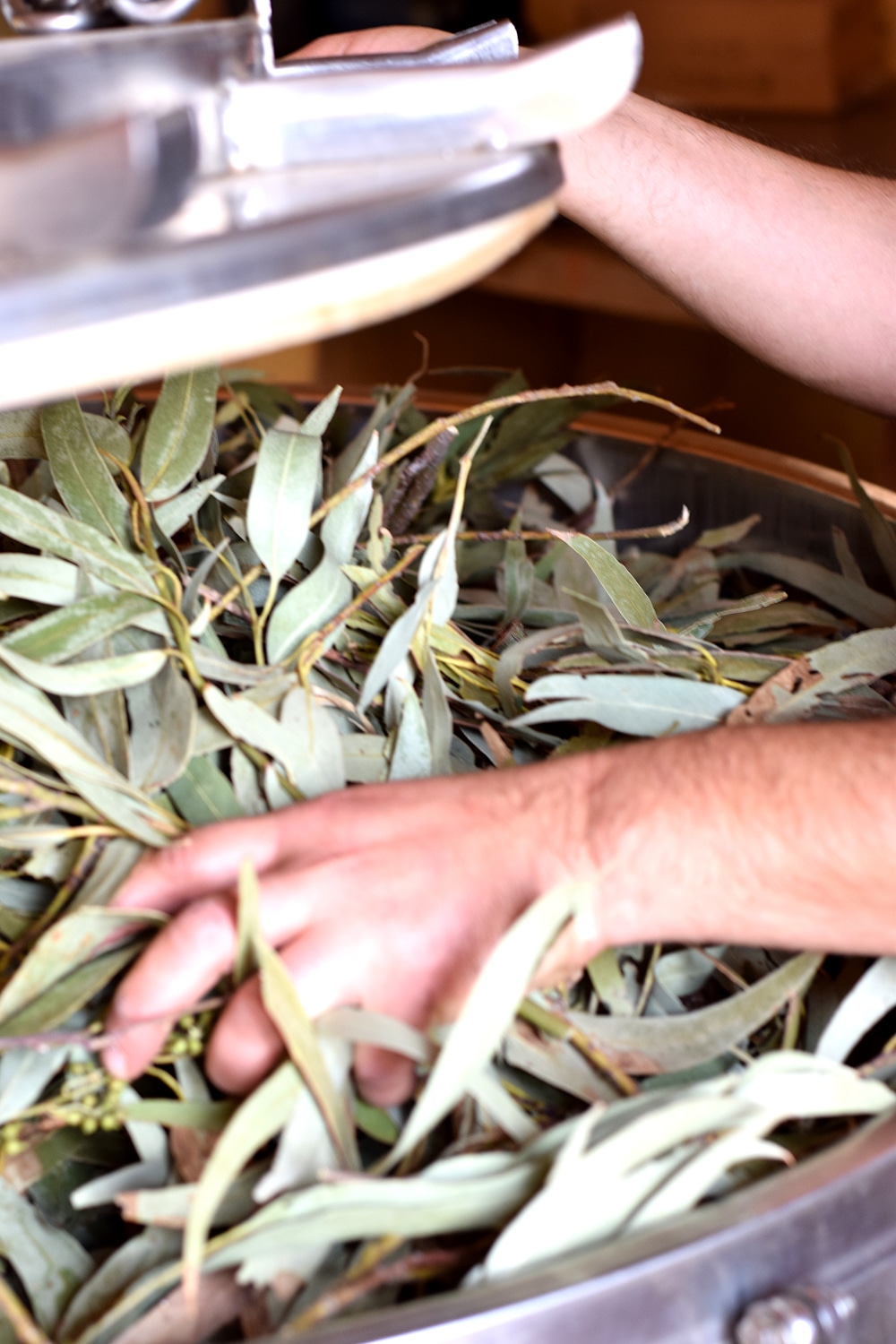 Hydrolat Eucalyptus Radié