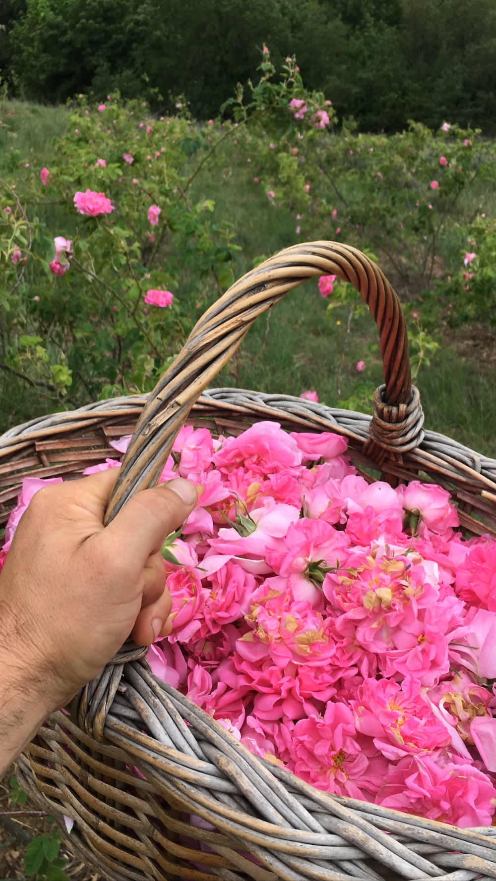 Eau florale de Roses de Damas