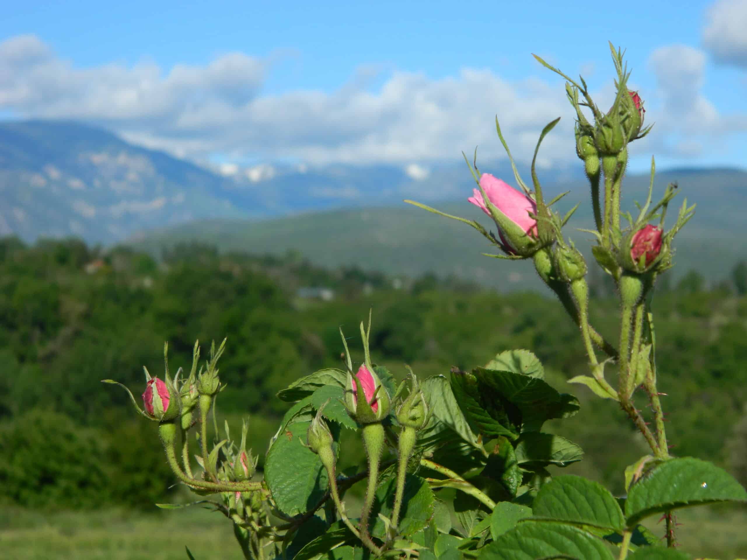 Eau florale de Roses de Damas