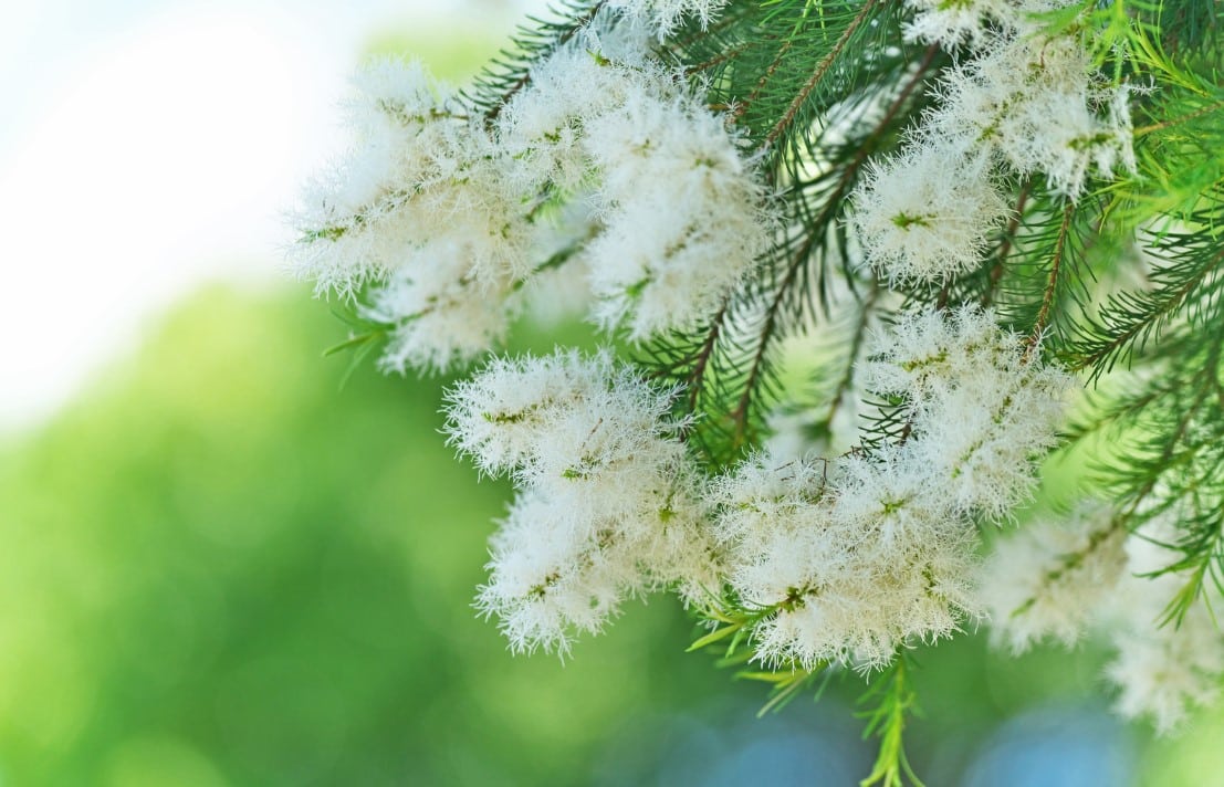 Hydrolat de Tea-tree