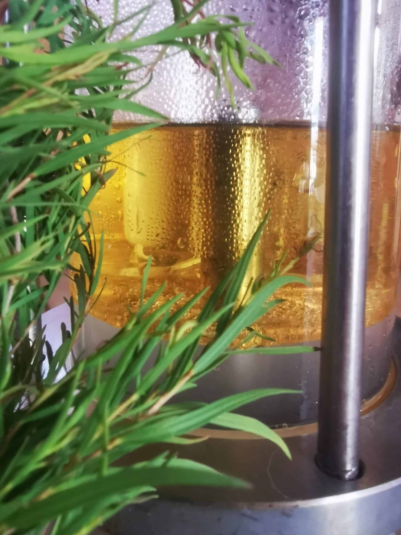 Hydrolat de Tea-tree