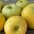Pommes CHANTECLER
