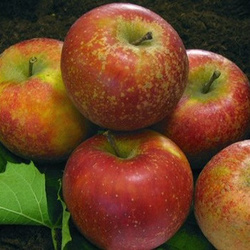 Pommes Rubinette