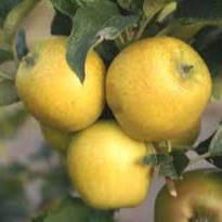 Pommes Goldor