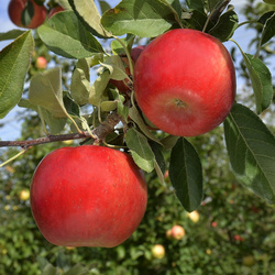 Pommes Ladina BIO