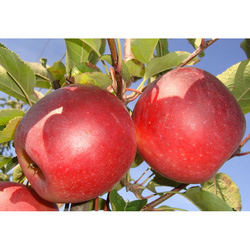 Pommes Story BIO