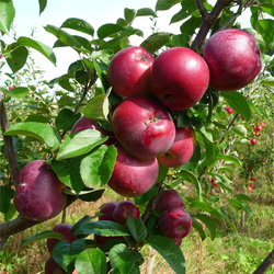 Pommes Cimson Crips BIO