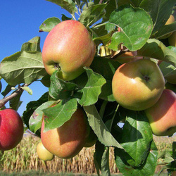 Pommes Daliclass BIO