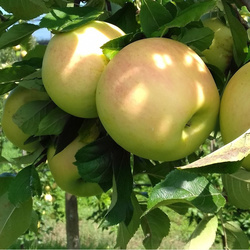 Pommes Opal BIO