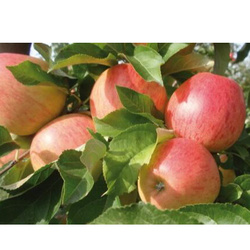 Pommes Chanteloup BIO