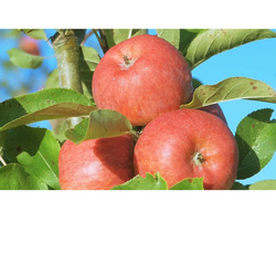 Pommes Dalinette BIO