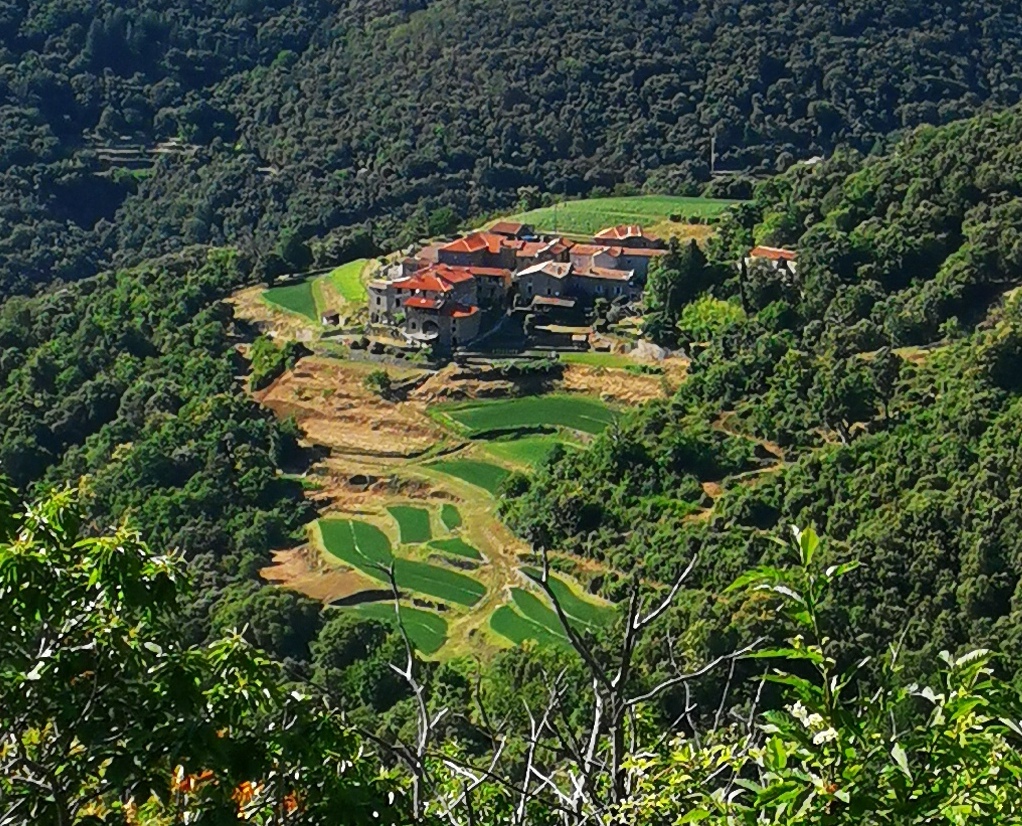 Oignon doux des Cévennes AOP Bio