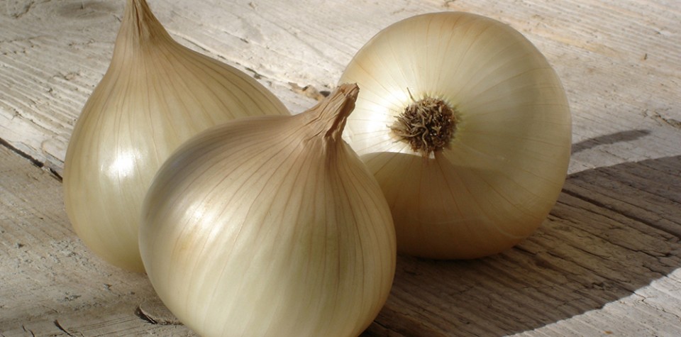 Oignon doux des Cévennes AOP Bio