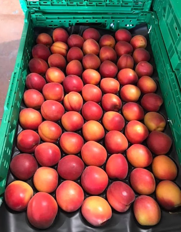ABRICOTS