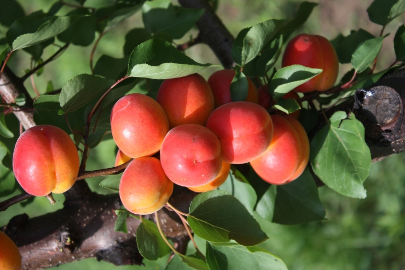 ABRICOTS