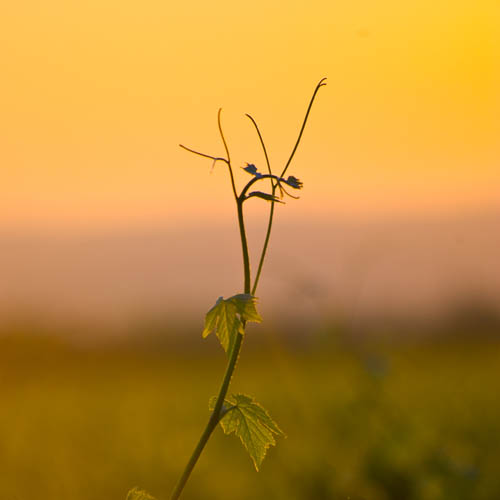 CLAIRETTE DE BELLEGARDE