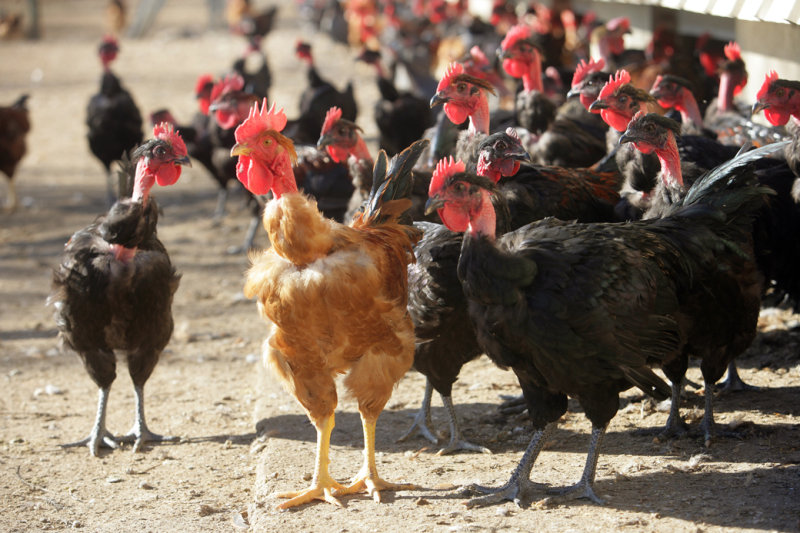 poulets fermiers