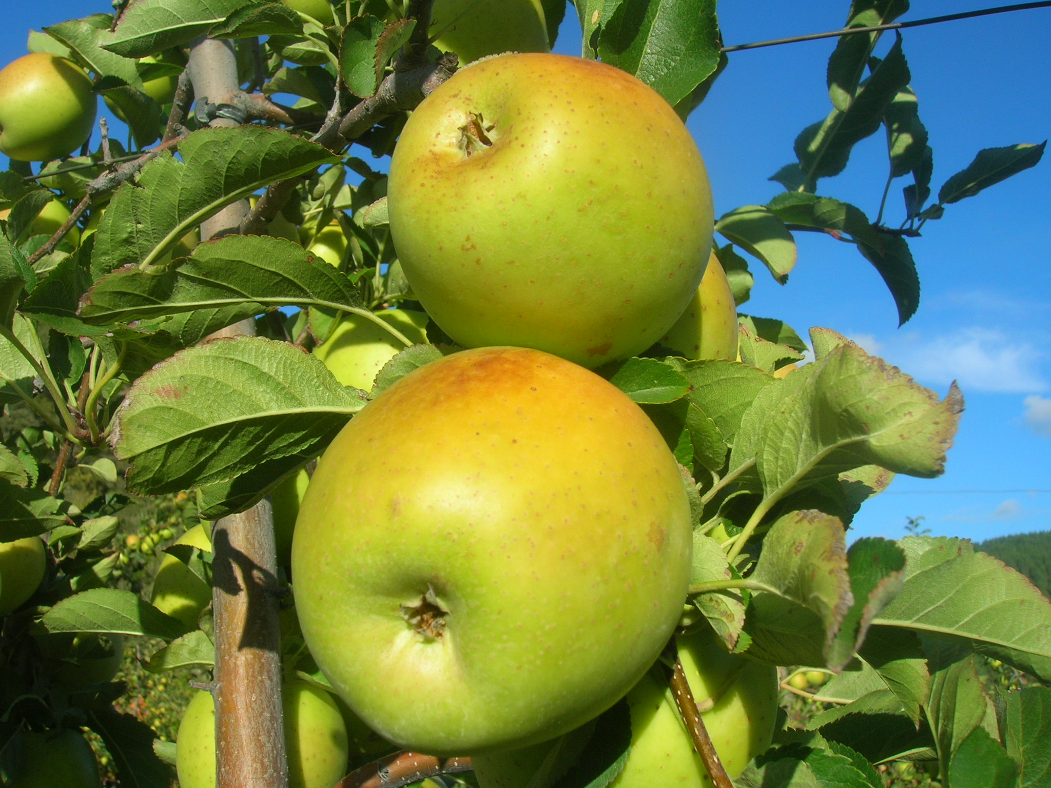 Pomme goldrush