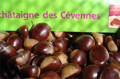 chataigne des cevennes