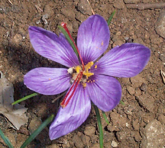 Safran en pistil