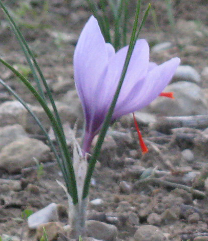 Safran en pistil