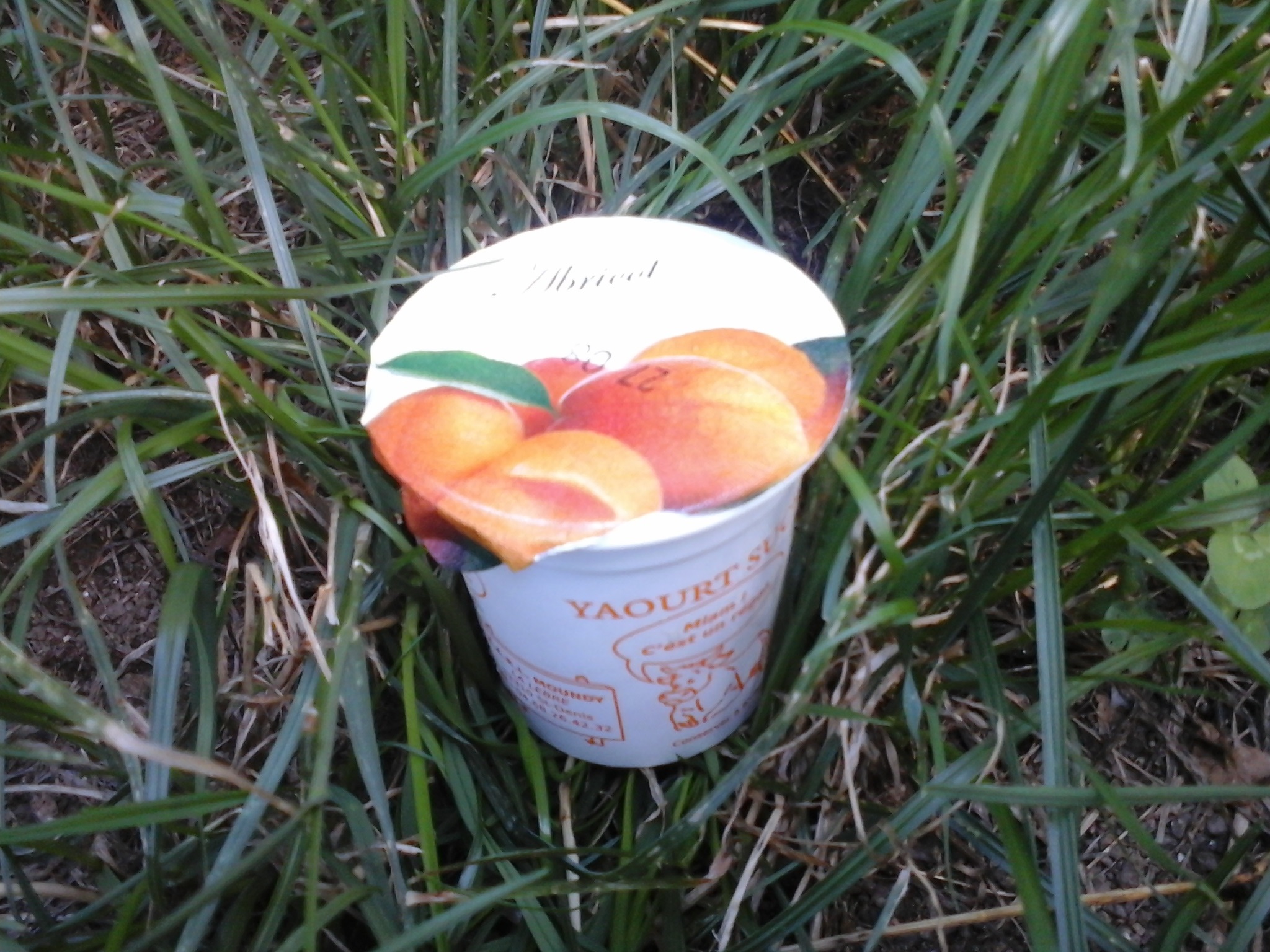 Yaourt aux fruits - ABRICOT